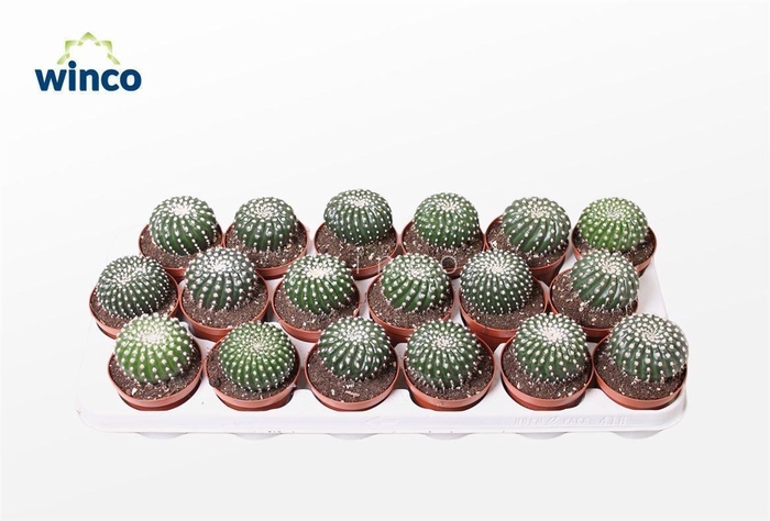<h4>PARODIA OTTONIS</h4>