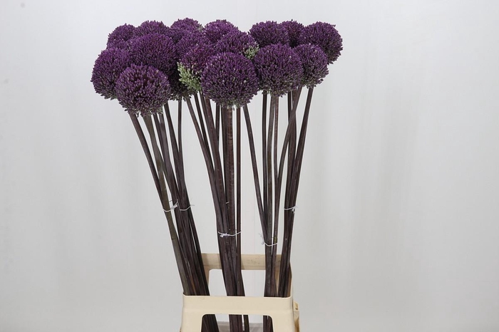 <h4>Allium Summer Drummer</h4>