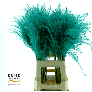 Dried Stipa Feather Blue
