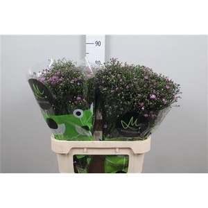Aster N-B 'Teeny Tiny Pink'