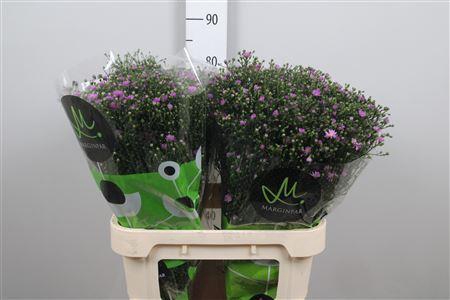 <h4>Aster N-B 'Teeny Tiny Pink'</h4>