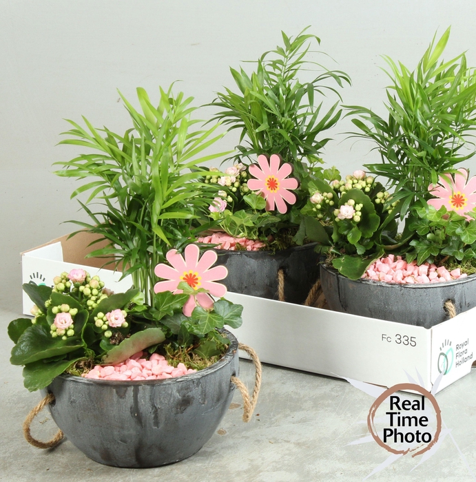 <h4>ARR KAMERPL</h4>