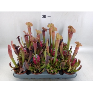 Sarracenia   ...