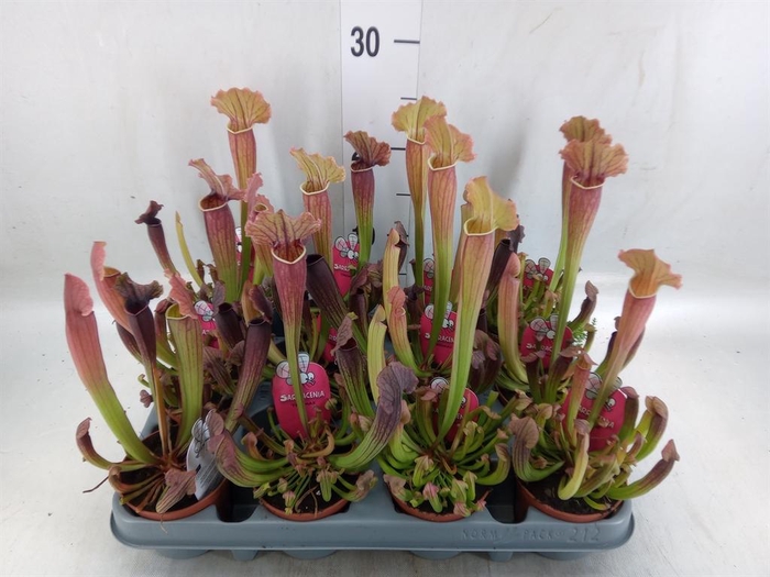 <h4>Sarracenia   ...</h4>