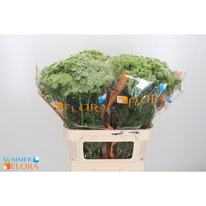 AMMI VISNAGA