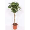 Schefflera arboricola 'Gold Capella'