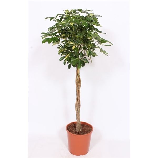 Schefflera arboricola 'Gold Capella'