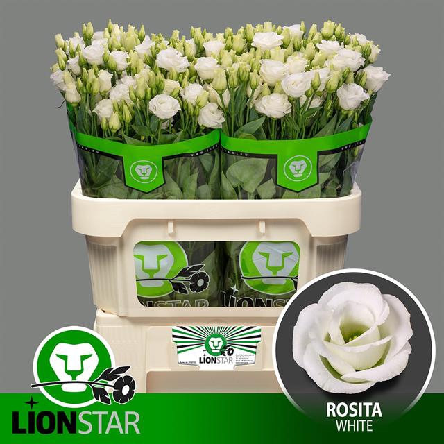 EUS G ROSI WHITE