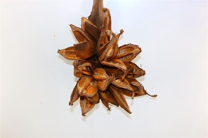 <h4>Dried Sororoca Flowers</h4>