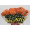 Nutans Ayoba Mandarin Zest