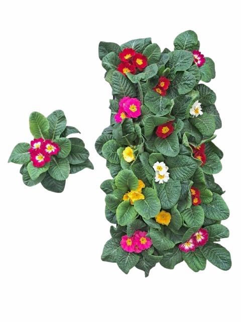 <h4>PRIM ACAULIS GEM</h4>