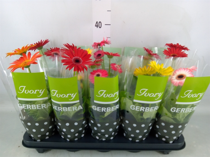 <h4>Gerbera  'Ivory'   ...mix</h4>