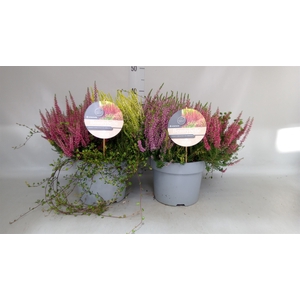 Calluna vulg. 'Beauty S Beautybell'