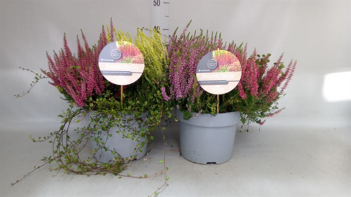 <h4>Calluna vulg. 'Beauty S Beautybell'</h4>