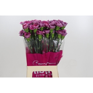 Dianthus St Hypnosis