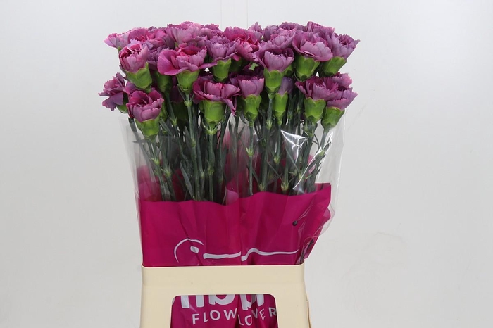 Dianthus St Hypnosis