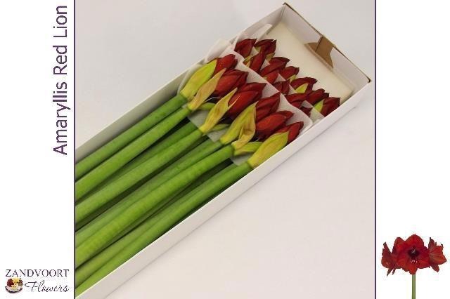 <h4>Hipp Ga Red Lion</h4>