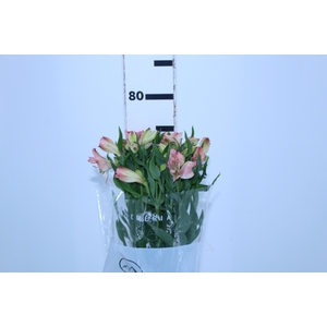 ALSTROEMERIA PAPILLON 080 CM ROSA
