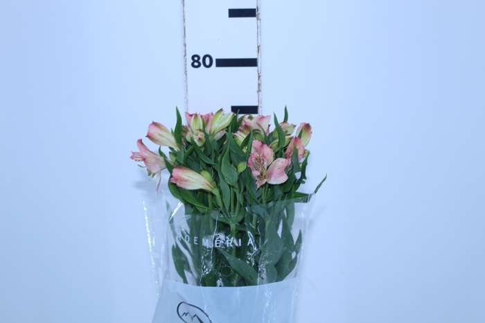 ALSTROEMERIA PAPILLON 080 CM ROSA
