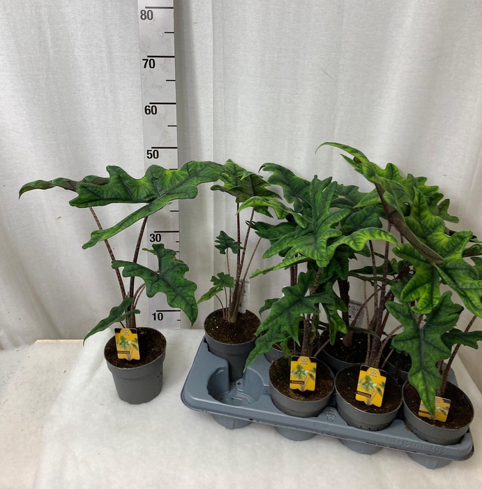 <h4>ALOC JACKLYN</h4>