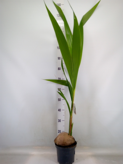 <h4>Cocos nucifera</h4>
