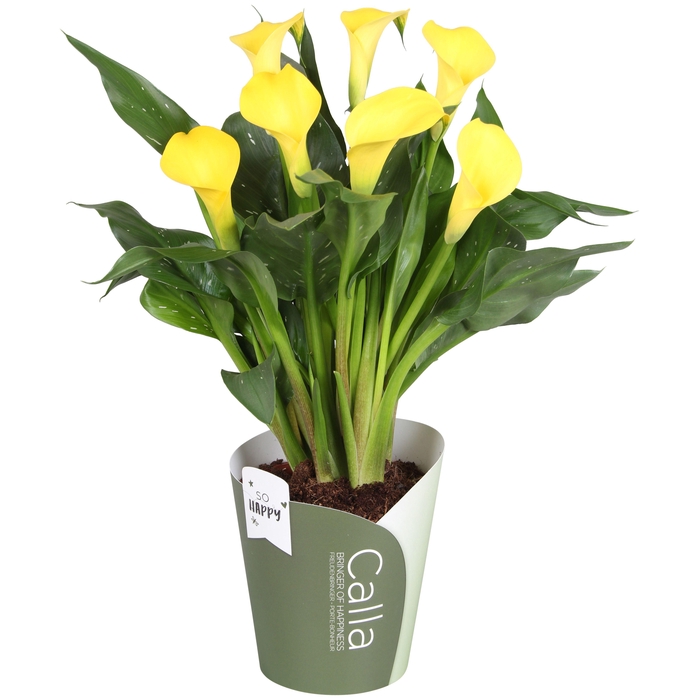 <h4>Zantedeschia Sunclub SoHappyCalla geel met groene potcover</h4>