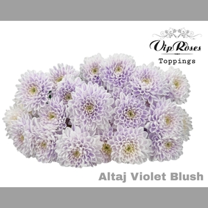 CHR T ALTAJ VIOLET BLUSH