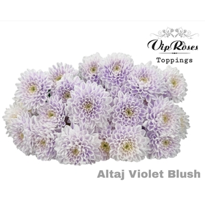 Chr T Altaj Violet Blush