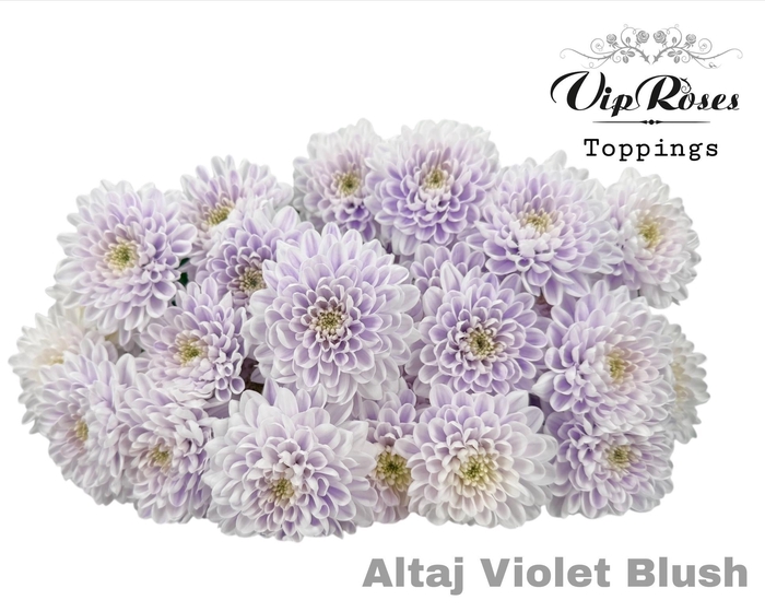 <h4>Chr T Altaj Violet Blush</h4>