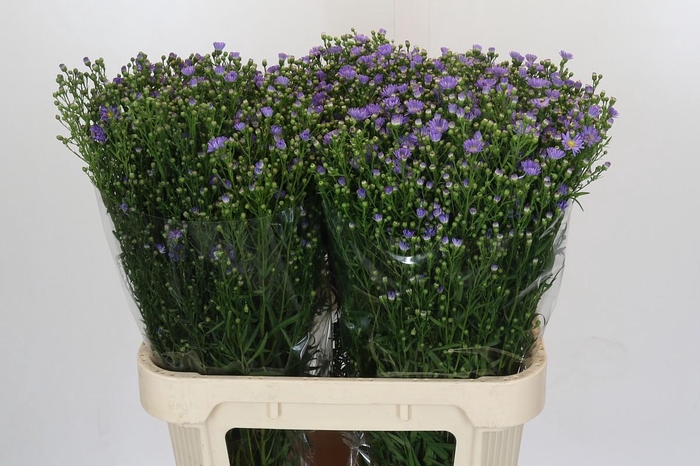 <h4>Aster Cassandra</h4>