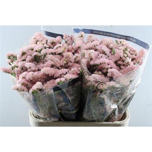 Limonium S Emma Peach