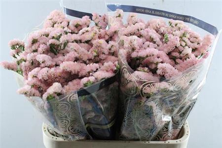 <h4>Limonium S Emma Peach</h4>