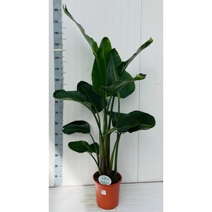 STRELITZIA NICOLAI