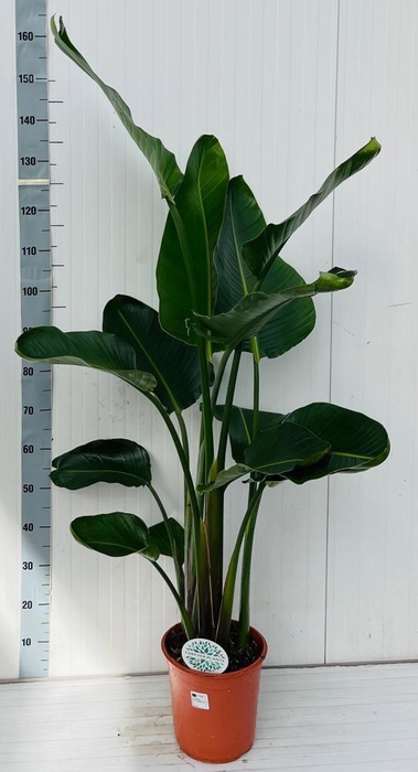 <h4>STRELITZIA NICOLAI</h4>