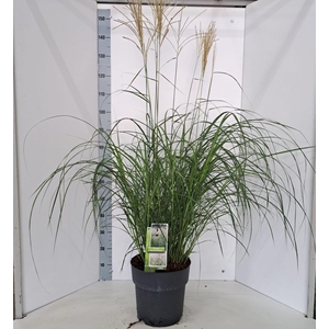 Miscanthus sinensis