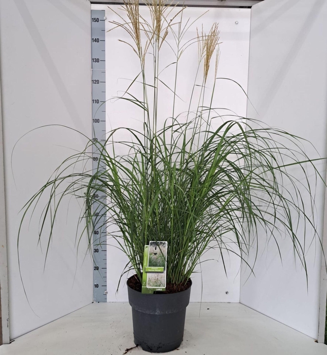 <h4>Miscanthus sinensis</h4>
