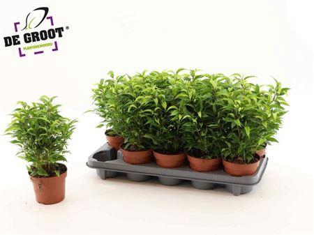 <h4>Fic Be Natasja</h4>