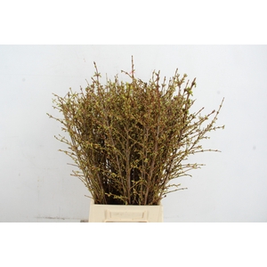 FORSY I SPECTABILIS 060CM