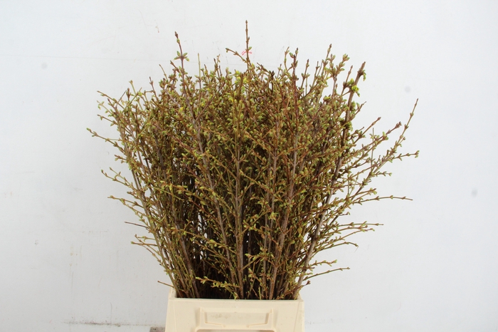 <h4>FORSY I SPECTABILIS 060CM</h4>