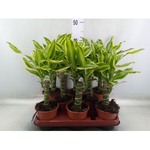 Dracaena frag. 'Golden Queen'