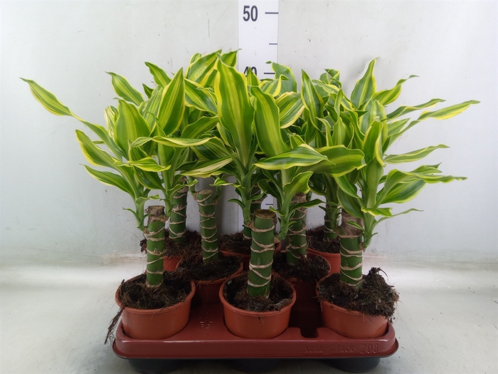 <h4>Dracaena frag. 'Golden Queen'</h4>