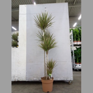 Dracaena marg. 'Bicolor'