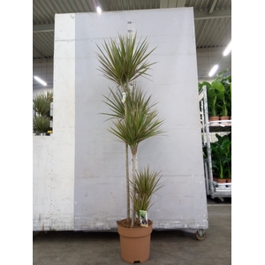 Dracaena marg. 'Bicolor'
