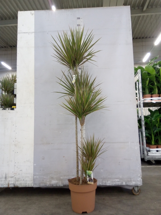 <h4>Dracaena marg. 'Bicolor'</h4>