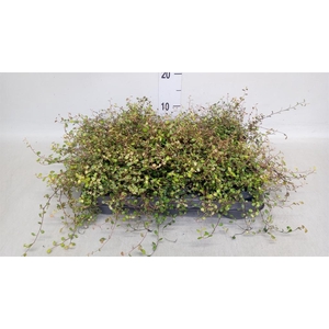 Muehlenbeckia com. 'Mao'ri'