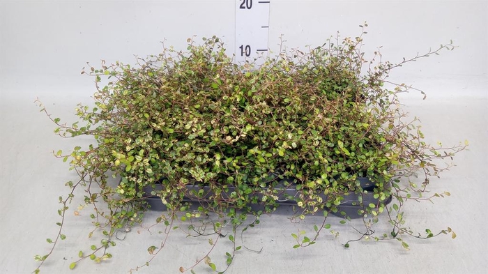 <h4>Muehlenbeckia com. 'Mao'ri'</h4>