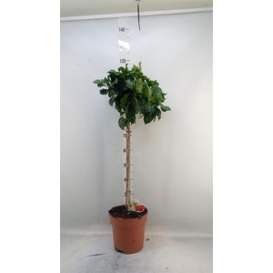 Hibiscus rosa-sin. 'Premiere'