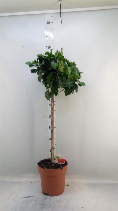 <h4>Hibiscus rosa-sin. 'Premiere'</h4>