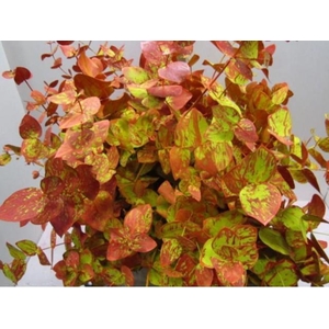 EUC. STUARTIANA PRESERVED AUTUMN