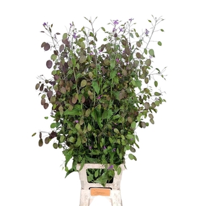 Lunaria Ann Paarse P